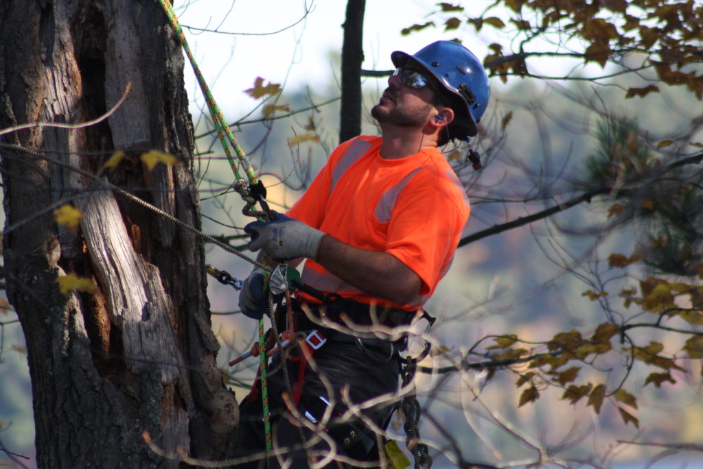 Certified Arborist Petersen Tree Service